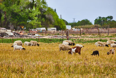 Sheep grazing on field