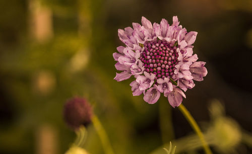 Close-up of pink flower