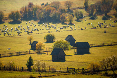 Scenic view of agricultural field