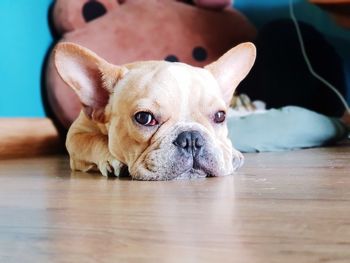 Close-up portrait of dog lying on floor