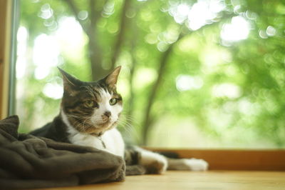 Close-up of a cat looking away