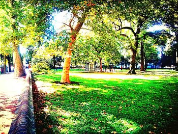 Trees growing in park