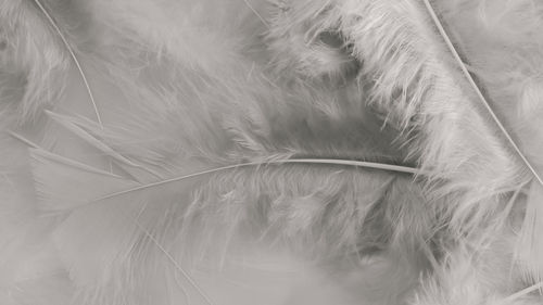 feather