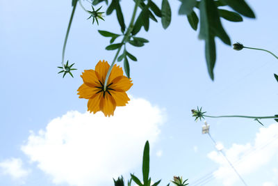 Low angle view of flowering plant against blue sky