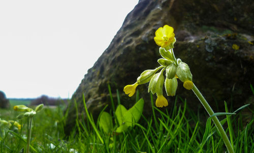 Close-up of yellow flower