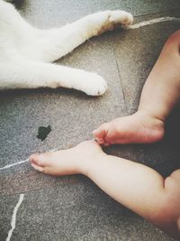 Low section of person feeding cat