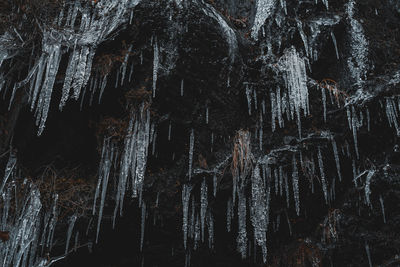 Low angle view of frozen trees at dusk