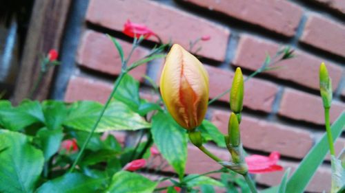 Close-up of plant