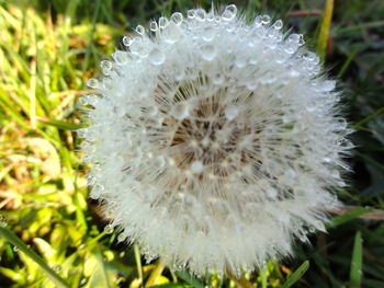 Close-up of dandelion