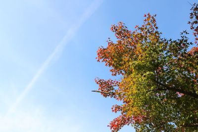 Low angle view of tree against sky