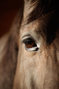 Horse close up