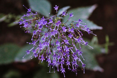 Close-up of purple flowers