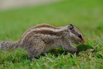 Close-up of squirrel on field