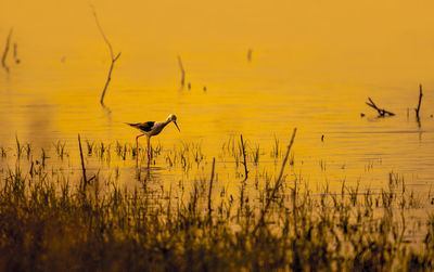 Silhouette bird flying against sky during sunset