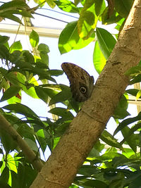 Low angle view of lizard on tree