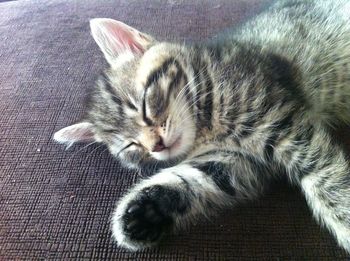 High angle view of cat sleeping