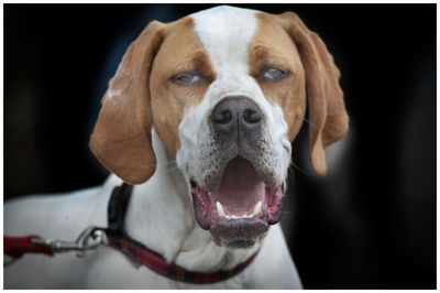 Close-up portrait of dog