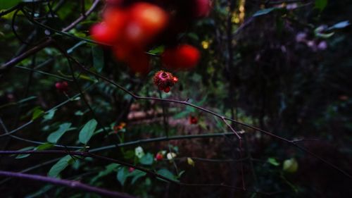 Close-up of red flowers on branch in garden