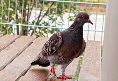 Close-up of bird perching on retaining wall