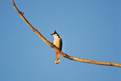 Low angle view of bird perching on branch against clear blue sky