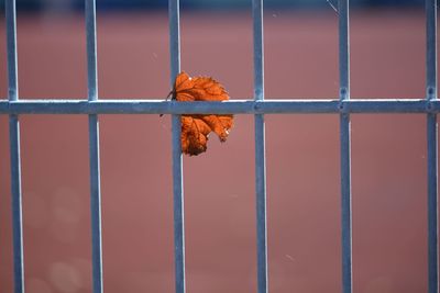 Close-up of bird against blurred background