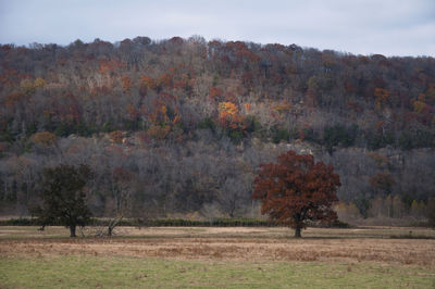 Trees on field against sky during autumn