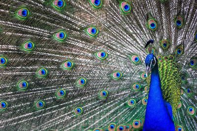 Close-up of peacock