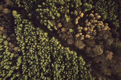 Full frame shot of tree