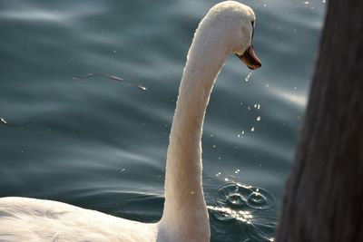 Two swans swimming in water