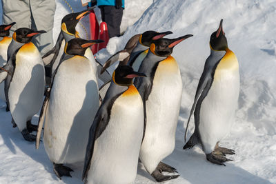 View of penguins on snow