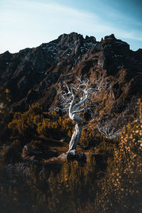 Old, white-tinted tree washed by many winds on the side of mountain pico ruivo, madeira, portugal