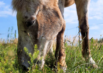 Close-up of horse grazing on field