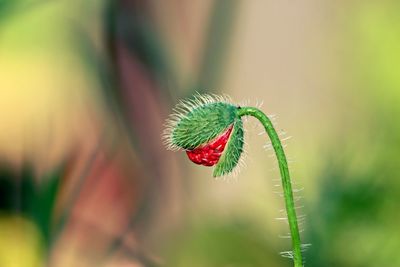 Close-up of flower bud