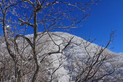 Low angle view of bare tree against sky