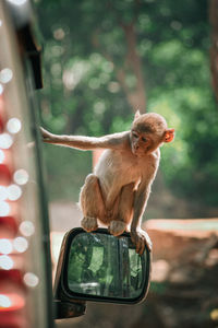 A monkey looking forward sitting on the mirror of car and looking inside the car through window