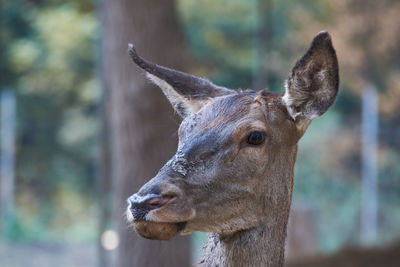 The red deer cervus elaphus female portrait close up hind