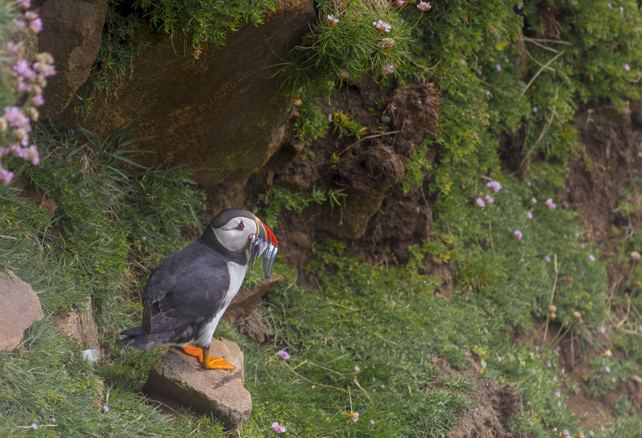 BIRD PERCHING ON WOOD AMIDST PLANTS