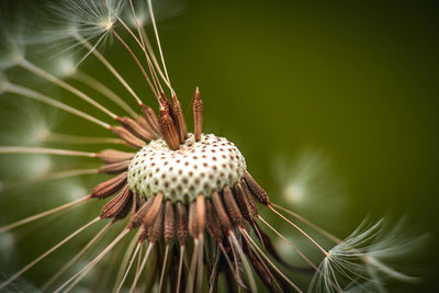 Close-up of dandelion on plant