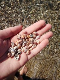 Small shells in a hand by the sea on a beach vacation in cyprus