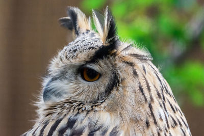 Close-up portrait of owl