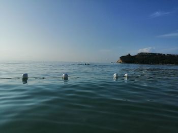 Ducks swimming in sea against blue sky