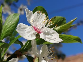 Close-up of white flowering plant