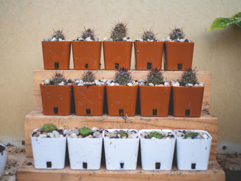 Close-up of potted plants against wall