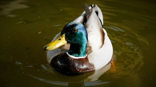 Close-up of mallard duck swimming in lake