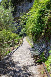 Footpath amidst trees in forest