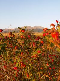 Close-up of red flowering plants on field against clear sky