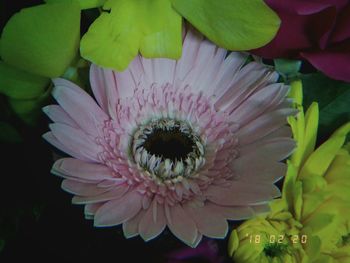 Close-up of pink flower blooming outdoors