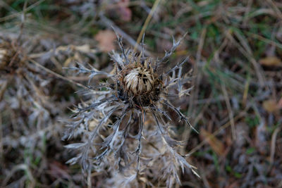 Close-up of wilted flower on field