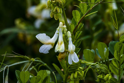 Close-up of white flowering plant