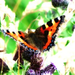 Close-up of butterfly perching on leaf